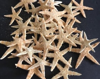 1/2-1” Philippine Flat Starfish-Wedding Decor-Beach Decor-Sailors Valentine-Crafting Shell-Shell Flower-Seashell Crafts- Coastal Home Decor