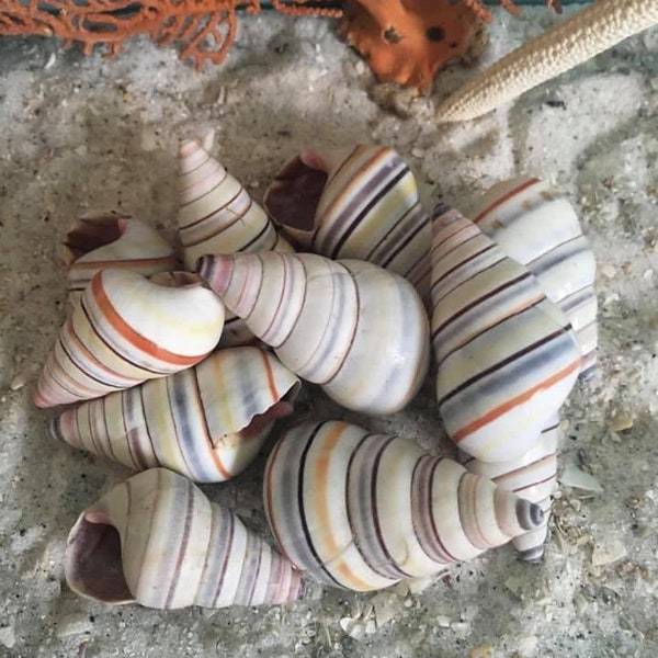 Candy Cane Snails- Sea Shell Bulk-Craft Shell-Coastal Home Decor-Sailors Valentine-Beach Wedding Decor-Beach Home Decor-Sea Shell