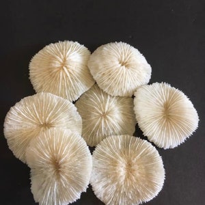 3-4” Mushroom Coral-Coastal Home Decor-Sailors Valentine-Beach Wedding Decor-Beach Home Decor-Sea Shell-Coral-White Coral