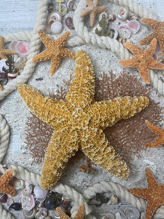 4-5 Sugar Starfish-Wedding Decor-Sailors Valentine-Crafting Shell-Shell  Flower-Seashell Crafts-Bulk Seashell- Coastal Home Decor