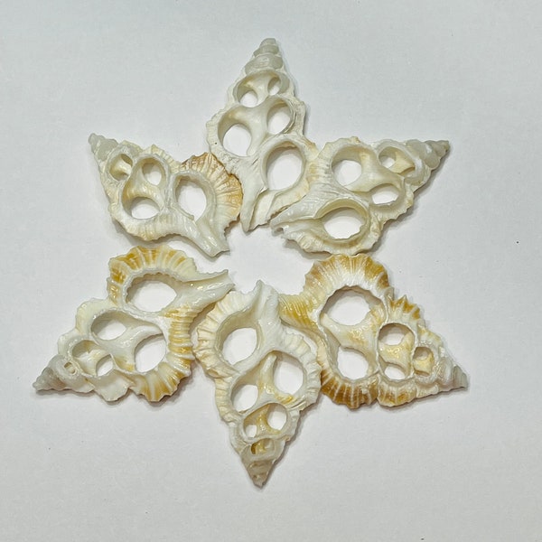 Center Cut Maple Leaf-Cut Sea Shells- Christmas Ornament- Gift- Christmas Tree Ornament-Sea Shell Ornament-Coastal Home Christmas-cut shell