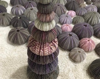 Florida Sea Urchins--Beach Wedding-Sea Urchin-Air Plant--Wedding Favors-Coastal Home Decor-Beach Wedding Favor-Nautical-Sea Life-Craft Shell