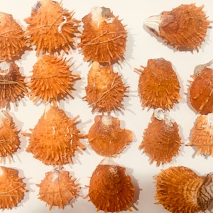 Thorny Oyster Spondylus Imperialis Pr Shell 2/"-2-1//2/" ~ 1 Paired Shell