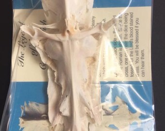 Crucifix Fish-Sea Shell Bulk-Craft Shell-Coastal Home Decor-Sailors Valentine-Beach Wedding Decor-Beach Home Decor-Sea Shell-Taxidermy