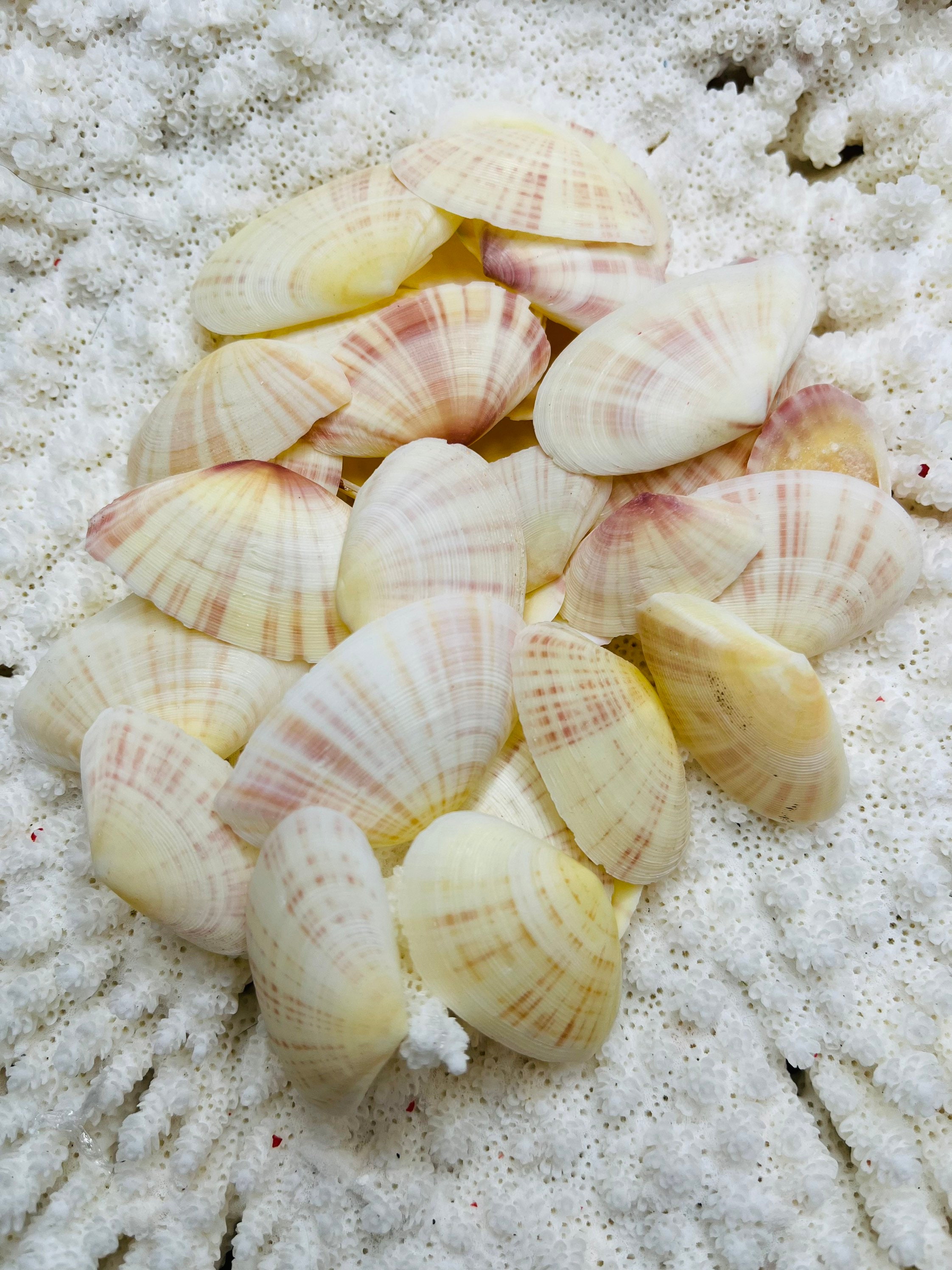 Assorted Seashells Handpicked from Florida, Sea Glass, Mixed 1/2 Pound,  Sanibel Island to Atlantic Coast, Shells for Crafting FREE SHIPPING!