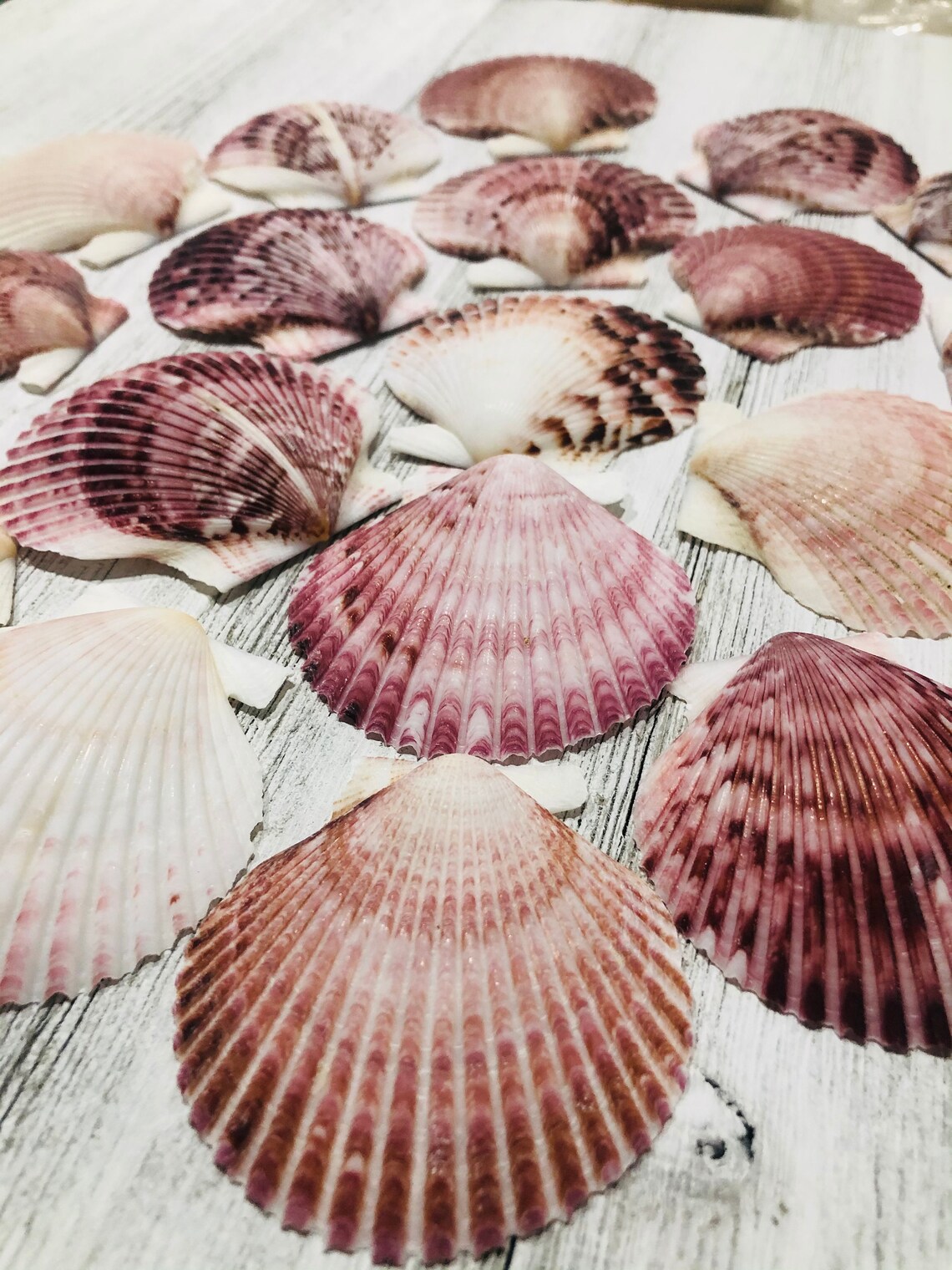 Purpuratus Pectensea Shell Bulkcraft Shellcoastal Home Etsy