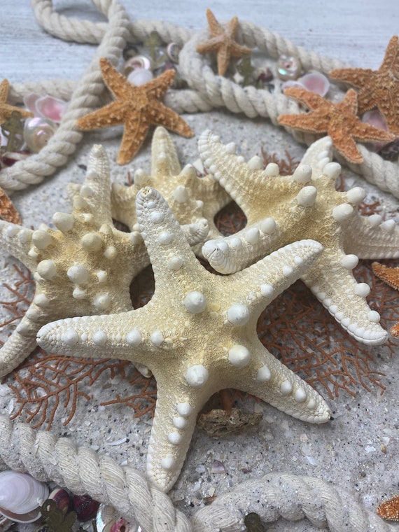4-5 White Knobby Starfish-Wedding Decor-Sailors Valentine-Crafting  Shell-Shell Flower-Seashell Crafts-Bulk Seashell- Coastal Home Decor