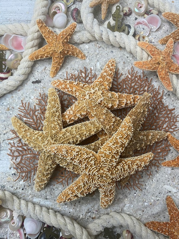 4-5 Sugar Starfish-Wedding Decor-Sailors Valentine-Crafting Shell-Shell  Flower-Seashell Crafts-Bulk Seashell- Coastal Home Decor