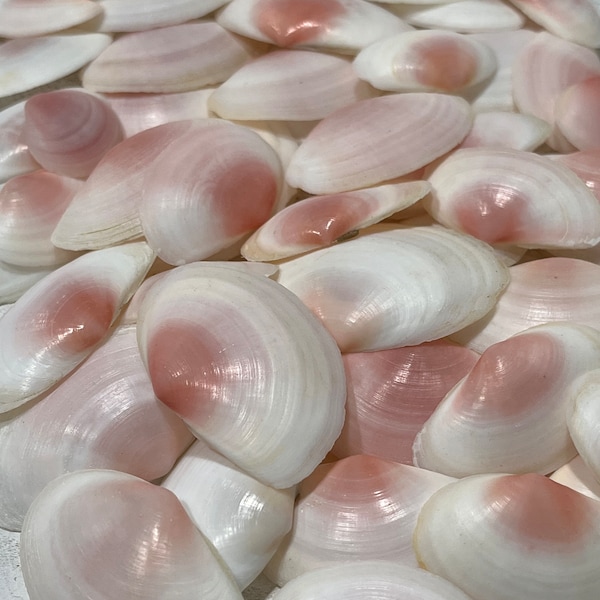 Pink Tellin-Sea Shell Bulk-Craft Shell-Coastal Home Decor-Sailors Valentine-Beach Wedding Decor-Beach Home Decor-Sea Shell