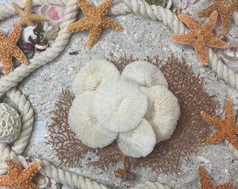 2-3” Mushroom Coral-Sea Shell Bulk-Coastal Home Decor-Sailors Valentine-Beach Wedding Decor-Beach Home Decor-Sea Shell-Coral-White Coral