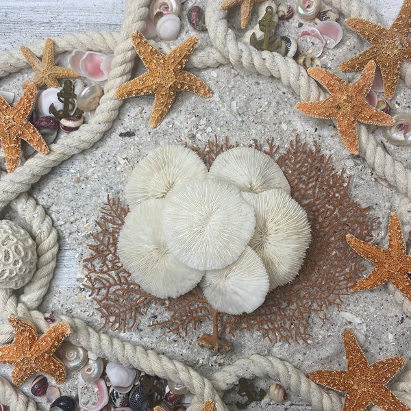 2-3” Mushroom Coral-Sea Shell Bulk-Coastal Home Decor-Sailors Valentine-Beach Wedding Decor-Beach Home Decor-Sea Shell-Coral-White Coral