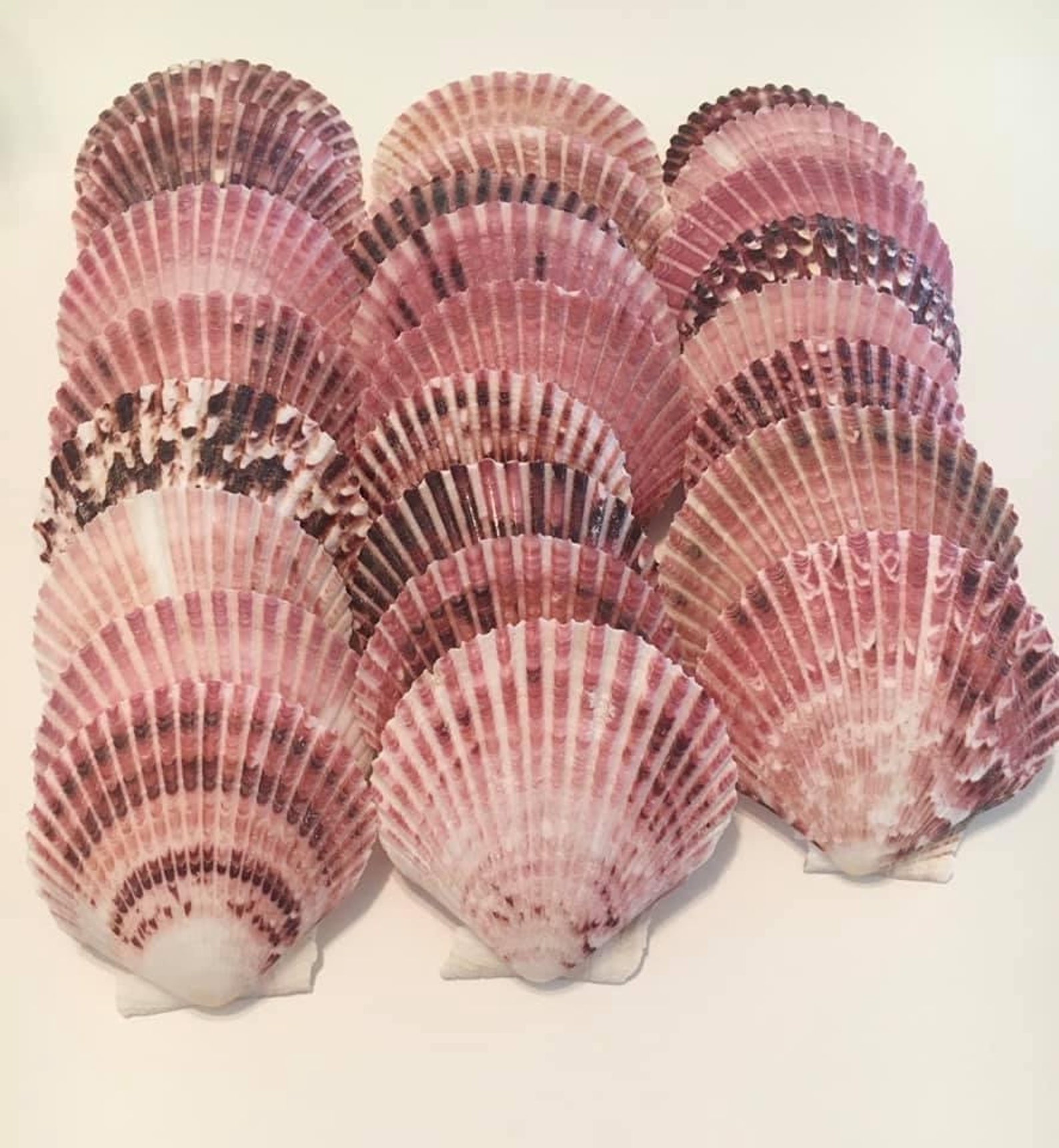 Purpuratus Pectensea Shell Bulkcraft Shellcoastal Home Etsy