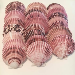 Purpuratus Pecten-Sea Shell Bulk-Craft Shell-Coastal Home Decor-Sailors Valentine-Beach Wedding Decor-Beach Home Decor-Sea Shell