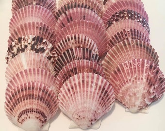 Purpuratus Pecten-Sea Shell Bulk-Craft Shell-Coastal Home Decor-Sailors Valentine-Beach Wedding Decor-Beach Home Decor-Sea Shell