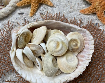 Swirl Operculum-Sea Shell Bulk-Craft Shell-Coastal Home Decor-Sailors Valentine-Beach Wedding Decor-Beach Home Decor-Sea Shell