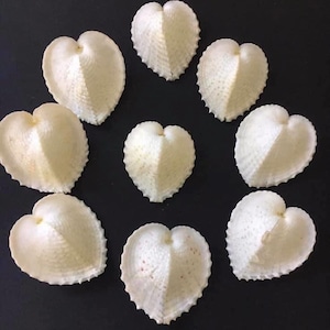 Heart Cockle-Beach Decor-Wedding Decor-Sailors Valentine-Crafting Shell-Shell Flower-Seashell Crafts-Bulk Seashell- Coastal Home Decor
