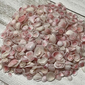 Piccolo fiore di melo - Decorazione da spiaggia - Decorazione da matrimonio - San Valentino marinaio - Artigianato di conchiglie - Fiore di conchiglia - Artigianato di conchiglie - Conchiglie sfuse - Decorazione per la casa costiera