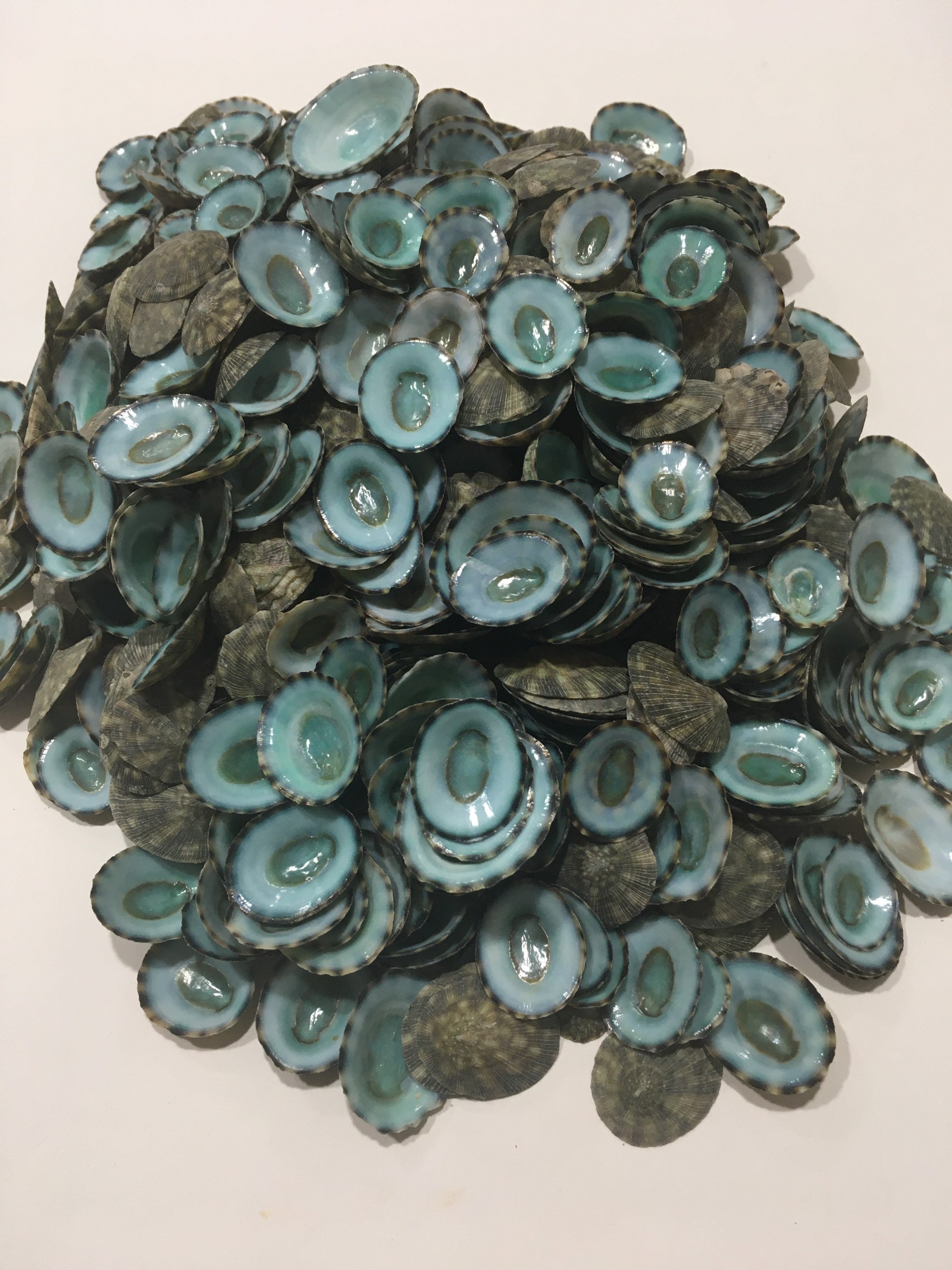 Green Limpet Seashells 3/8-1.25"- Green Limpet Bulk-Craft Seashe…