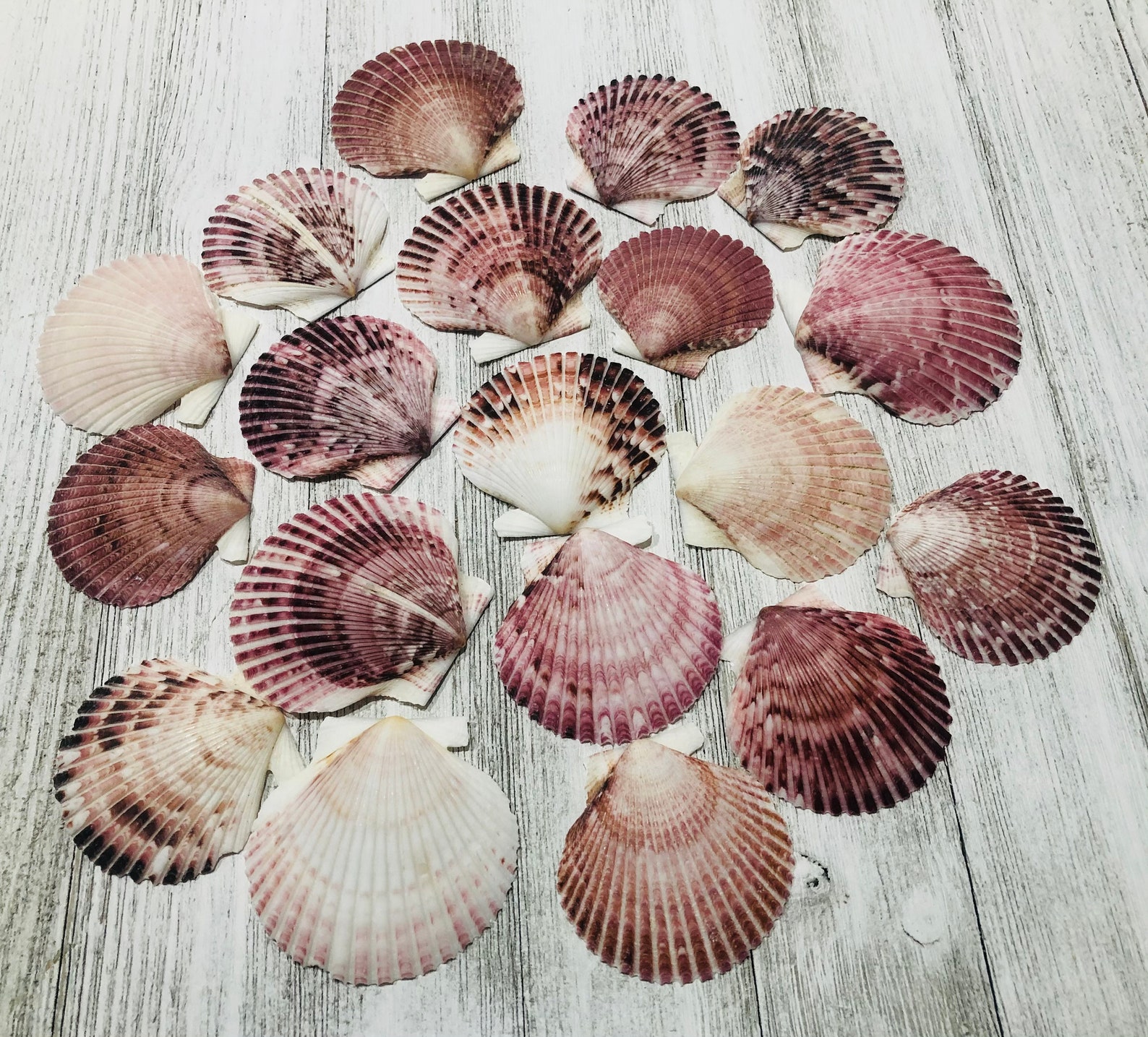 Purpuratus Pectensea Shell Bulkcraft Shellcoastal Home Etsy