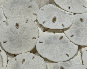 1-1 1/4” Florida Round Sandollar-Beach Decor-Wedding Decor-Sailors Valentine-Crafting-Shell Flower-Seashell Crafts- Coastal Home Decor