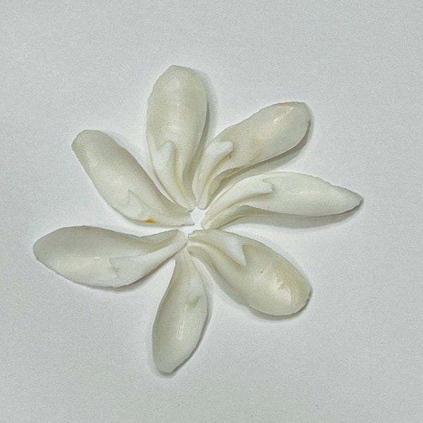 White Lily Cut Seashell-Cut Sea Shells- Christmas Ornament-Gift- Christmas Tree Ornament-Sea Shell Ornament-Coastal Home Christmas-cut shell