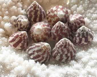 Striscia rossa Trochus-Sea Shell Bulk-Craft Shell-Coastal Home Decor-Sailors Valentine-Beach Wedding Decor-Beach Home Decor-Sea Shell