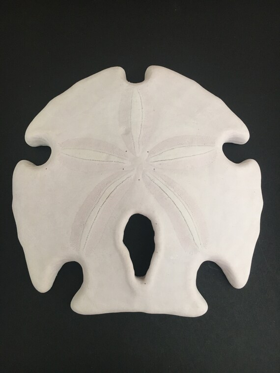 Arrowhead Sandollar-sea Shell Bulk-craft Shell-coastal Home - Etsy