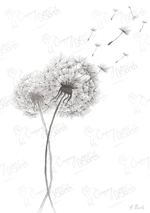 Premium Vector  Hand drawn dandelion floral illustration with line art on  white backgrounds.
