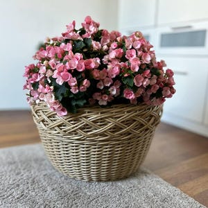 Puede incluir: Una frondosa planta de begonia con numerosas flores pequeñas de color rosa vibrante y hojas de color verde oscuro, plantada en una cesta redonda de mimbre tejido de color marrón claro con un patrón entrecruzado decorativo en el borde.