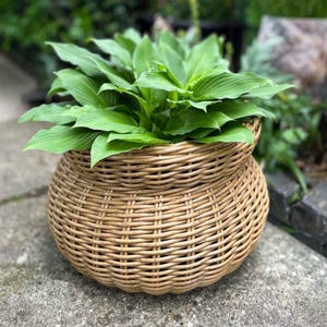 Op de afbeelding: Een ronde, geweven rieten mand met weelderige groene bladeren. De mand heeft een natuurlijke bruine kleur en een getextureerd oppervlak. De bladeren van de plant zijn heldergroen.