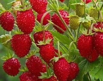 Large Reugen 1g//2000 Seeds Alpine Strawberry Fruit
