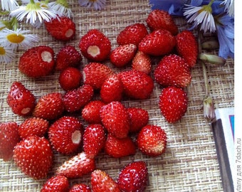 Large Reugen 1g//2000 Seeds Alpine Strawberry Fruit