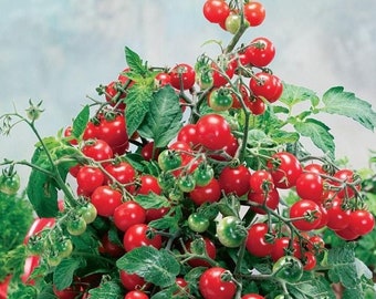 My Minnesota Will The Real Highbush Cranberry Please Step Forward