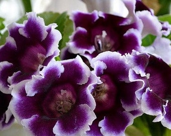 Blue Gloxinia Flower Clay Plant Handmade Dollhouse Miniature Garden Accessory