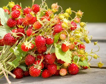 Large Reugen 1g//2000 Seeds Alpine Strawberry Fruit