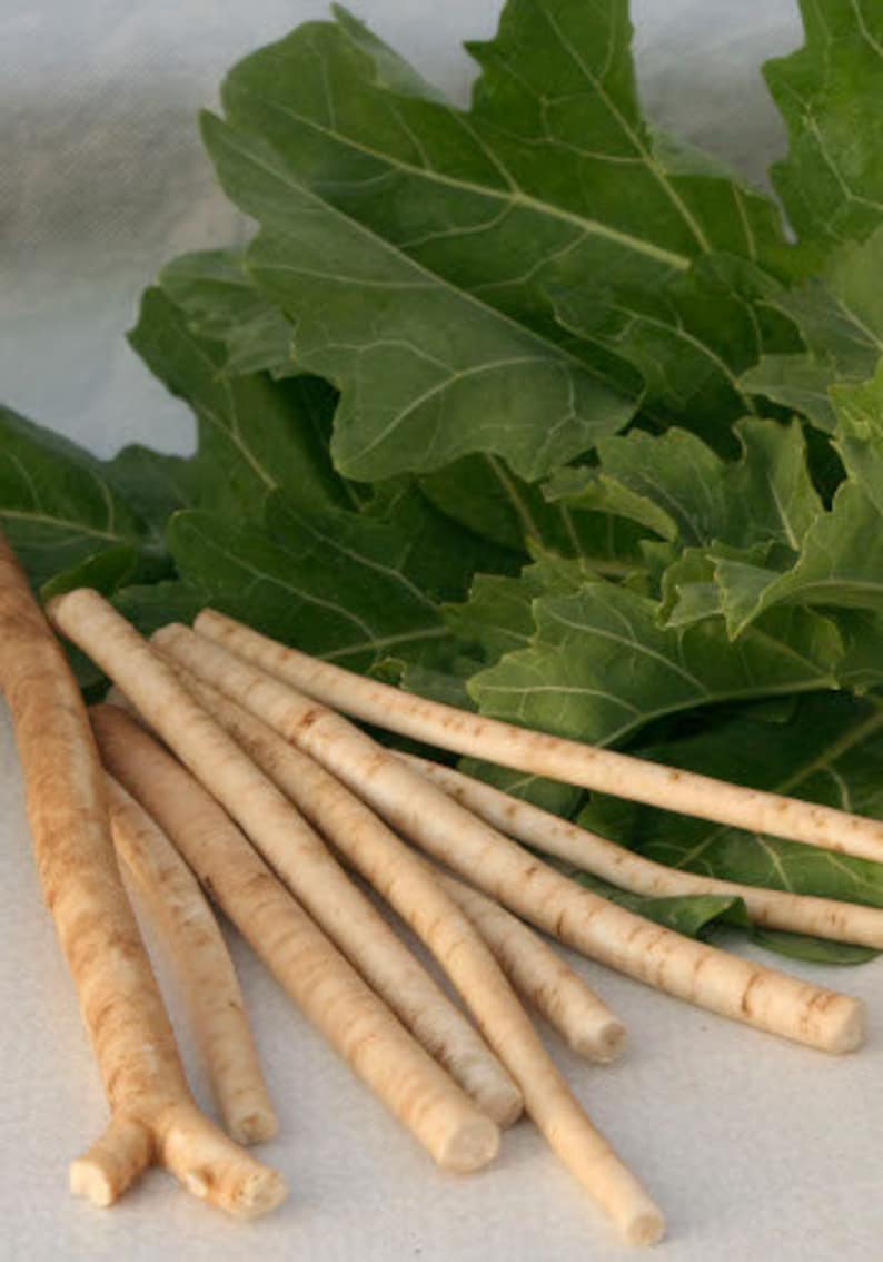 Pikadrom Russian High Quality seeds Katran Tatar horseradish