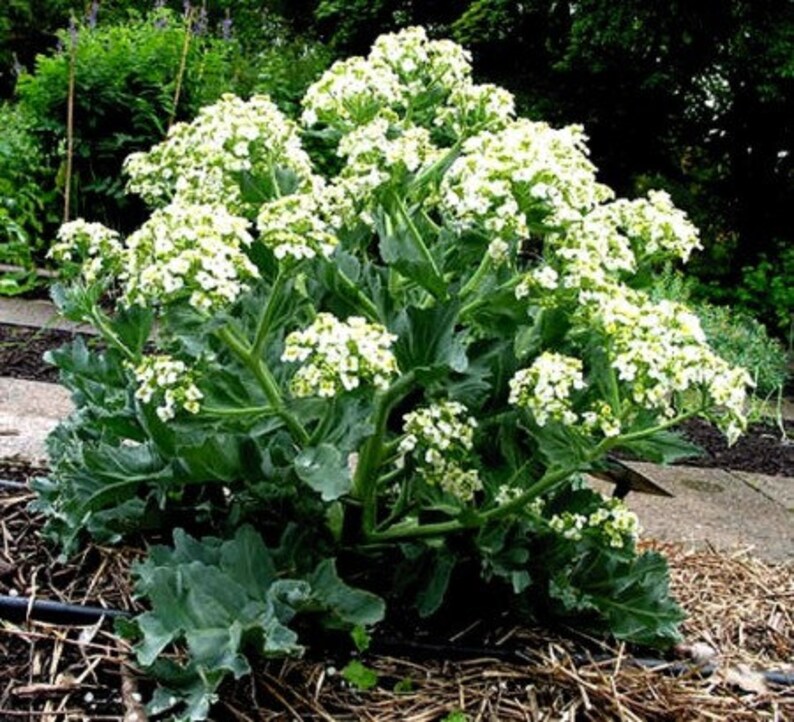 0,3 g Russian SEEDS root Katran to the Jelly HORSERADISH 0,3 g Russian SEEDS root Katran to the Jelly HORSERADISH