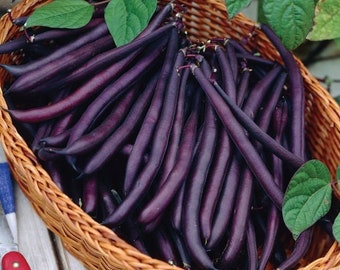 0,3 g Russian SEEDS root Katran to the Jelly HORSERADISH 0,3 g Russian SEEDS root Katran to the Jelly HORSERADISH