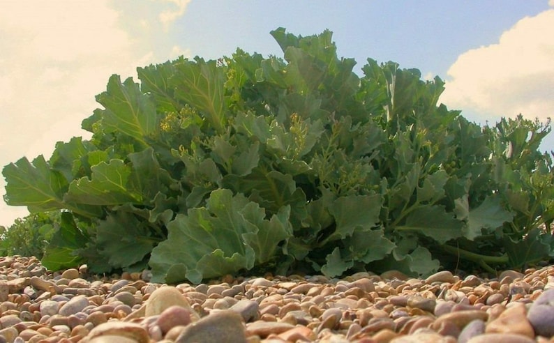 Pikadrom Russian High Quality seeds Katran Tatar horseradish