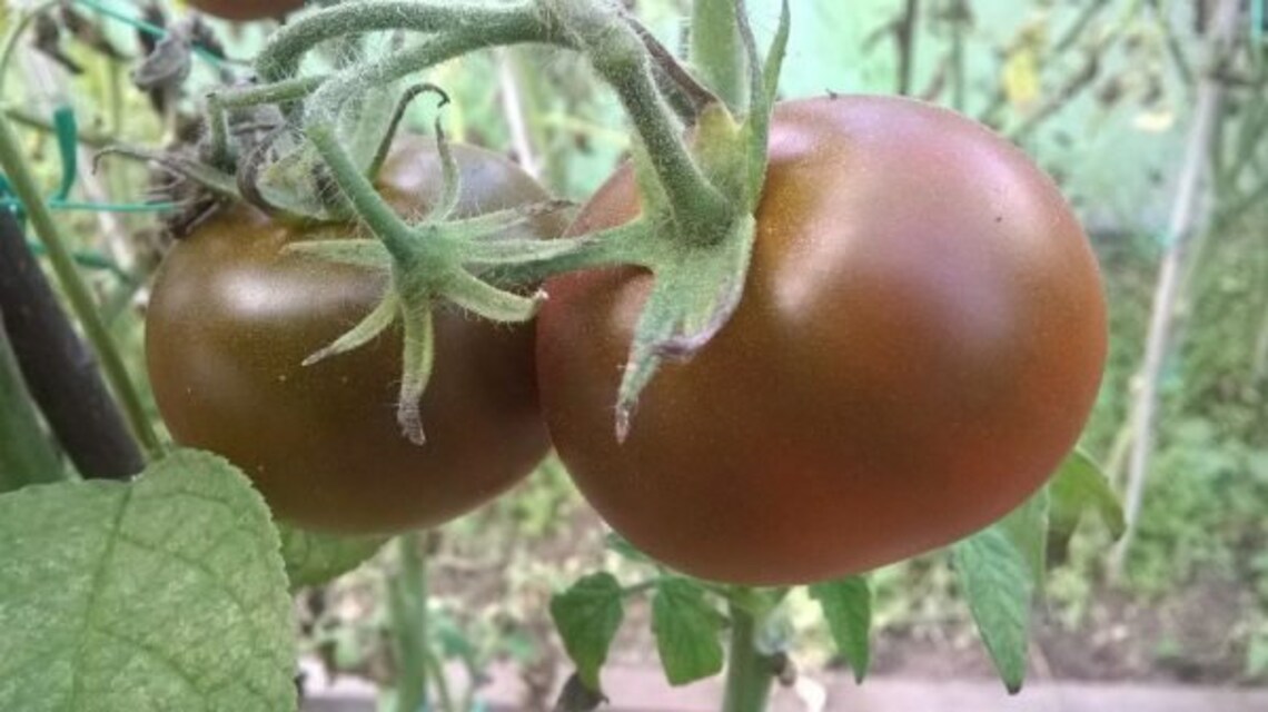 Tomato brown Sugar Russian High Quality Seeds. Not Etsy