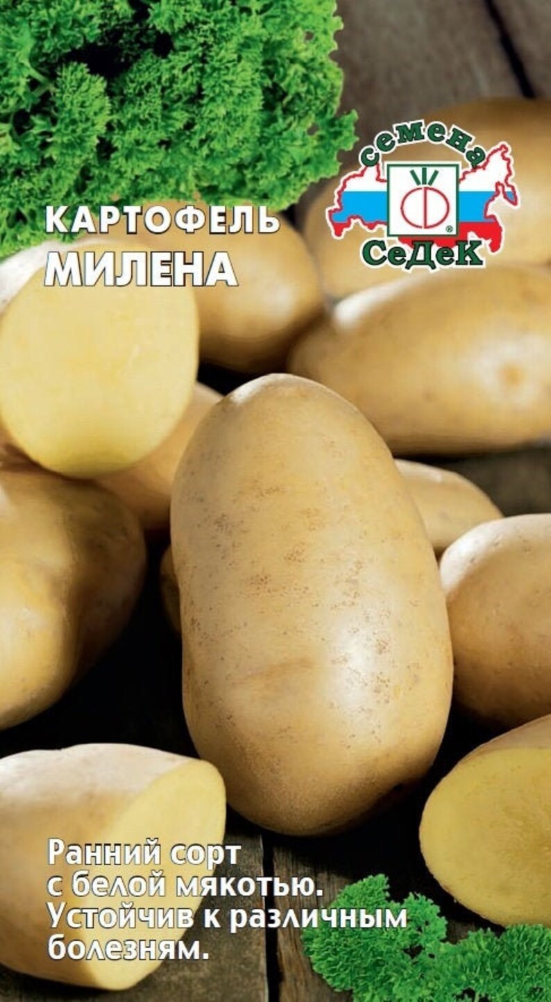 Картофель Милена СЕДЕК