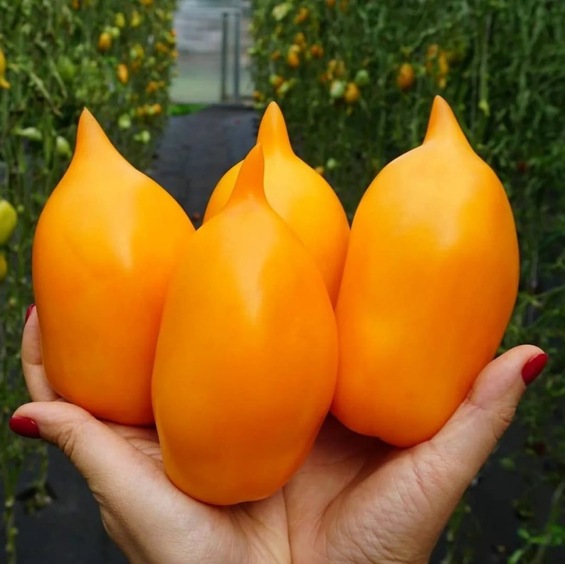 Tomato Siberian Garden Russian Seeds. Business Lady Non-GMO Tomato Siberian Garden Russian Seeds. Business Lady Non-GMO