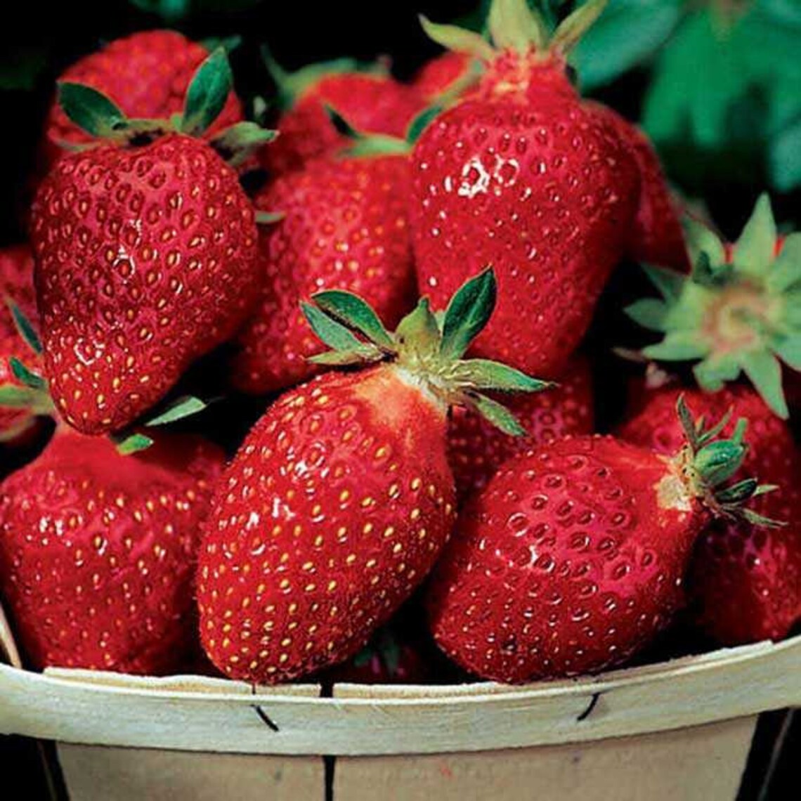 Strawberries Largefruited tristar Russian High Etsy