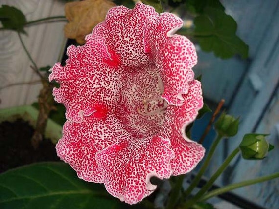 High Quality Gloxinia hybrid "Empress" tiger F1 High Quality Gloxinia hybrid "Empress" tiger F1