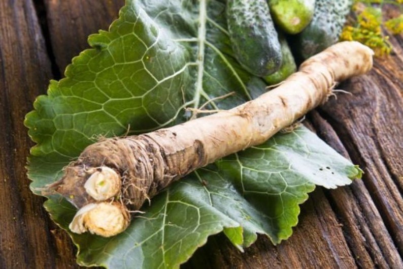 Pikadrom Russian High Quality seeds Katran Tatar horseradish