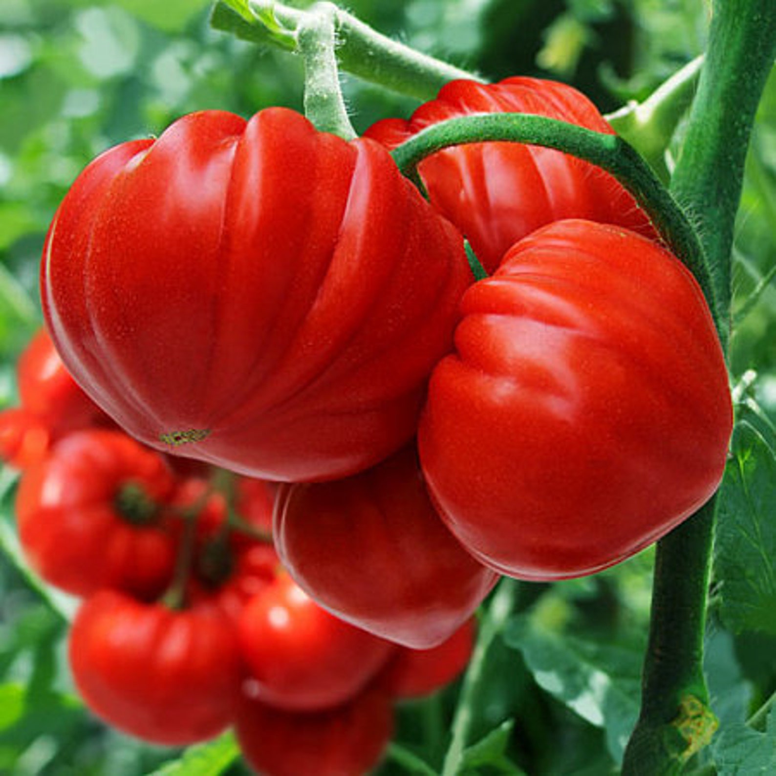 Первые семена томаты. Томат риккиуто f1.
