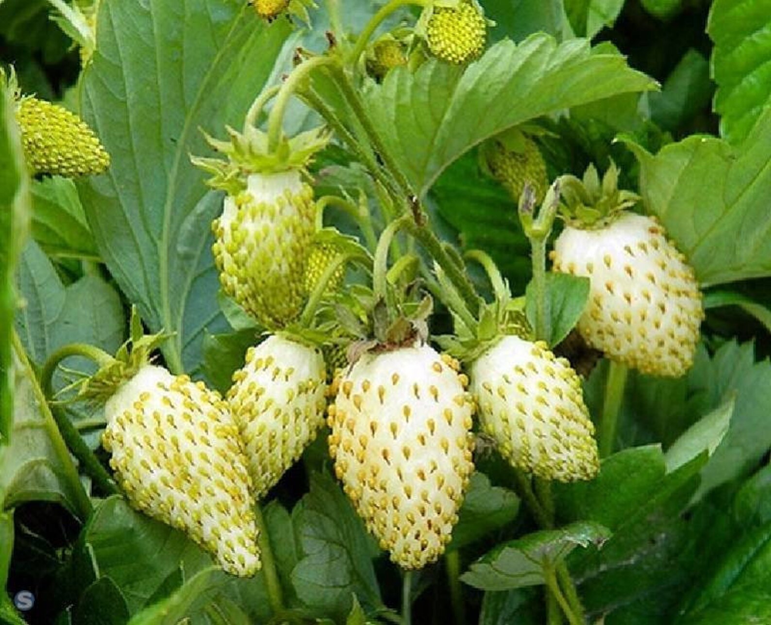 Alpine Strawberry Snow White Russian High Quality Etsy