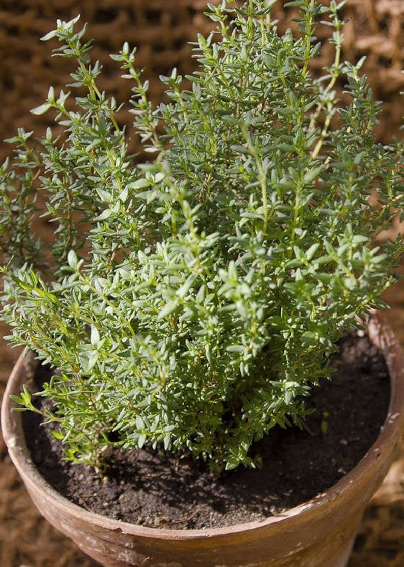 Thyme Lemon Russian High Quality Etsy