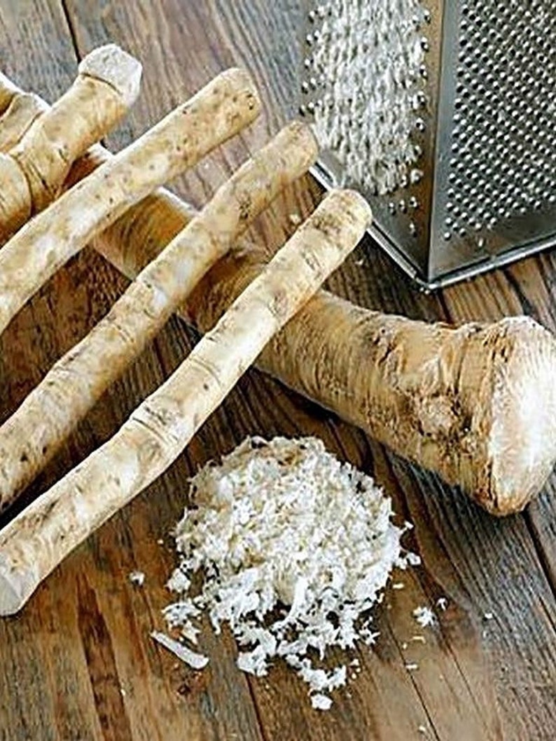 Pikadrom Russian High Quality seeds Katran Tatar horseradish