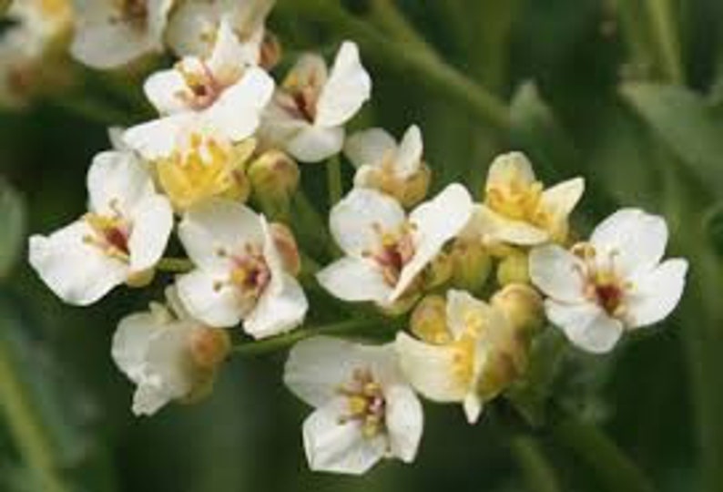 Pikadrom Russian High Quality seeds Katran Tatar horseradish